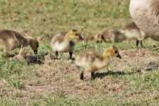 Canada Goose Goslings Eating Corn