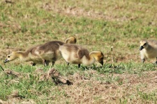 Canada Goose Goslings In Grass 2