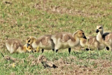 Canada Goose Goslings In Grass