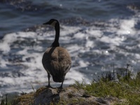 Canada Goose Overlooking Sea