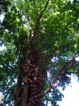 Canon Ball Tree With Fruit