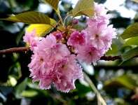 Cherry Blossoms On Tree