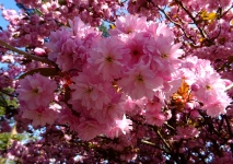Cherry Blossoms On Tree