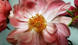 Close Up Of Peony Flower