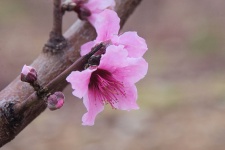 Close-up Of Pink Peach Flowers