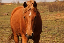 Close View Of Face Of A Horse