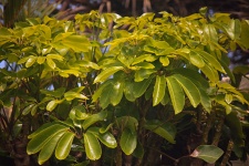 Clusters Of Bright Green Leaves