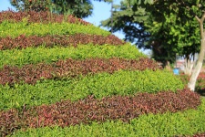 Colorful Hedge