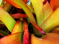 Colorful Succulent