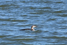 Common Loon Swimming In Lake