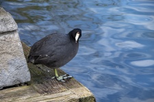 Coot By Water