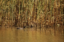 Coot Swimming Close To Reeds