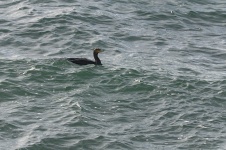 Cormorant Swimming On The Water