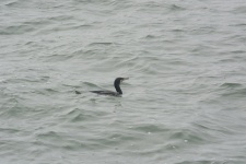 Cormorant On The Waves
