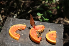 Costa Rica Butterfly Farm