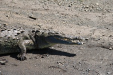 Costa Rica Crocodile