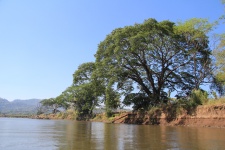 Costa Rica Guanacaste Tree