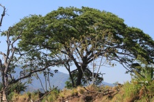 Costa Rica Guanacaste Tree