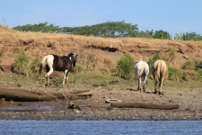 Costa Rica Wild Horses