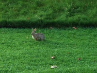 Cottontail Rabbit On Grass