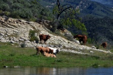Cows By The Lake