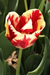 Cream And Red Tulip Close-up
