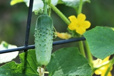 Cucumber Vine On Garden Fence