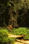 Cutout Image Of Large Tree