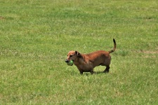 Dachshund Dog Playing With Ball 2