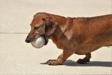 Dachshund Dog With Baseball