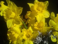 Daffodils And Hyacinth