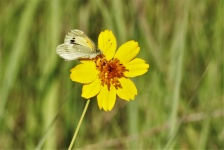 Dainty Sulphur Butterfly On Cosmos