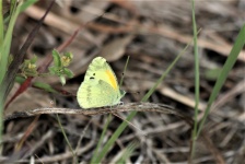 Dainty Sulphur Butterfly