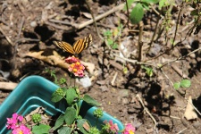 Danalid Butterfly Lycorea Cleobaea