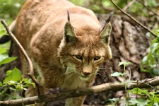 Dangerous Wild Lynx