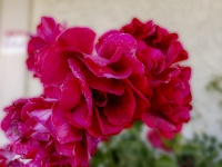 Dark Pink Rose Bush