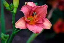 Day Lily Flower