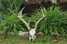 Deer Skull In Flower Garden