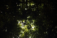 Dense Foliage Of Tree Canopy