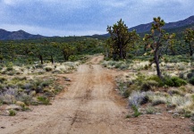 Dirt Road In The Desert