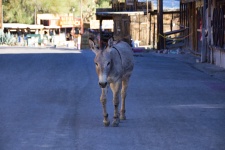 Donkey In Ghost Town