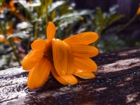 Droopy Wet Orange Flower