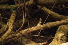 Dry Branches In A Forested Area