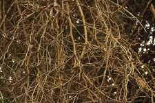Dry Thorny Branches