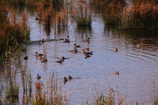 Ducks Between Clumps Of Reeds