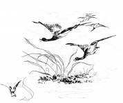 Ducks Flying Vintage Sketch
