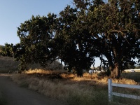 Early Morning Oak Tree Landscape