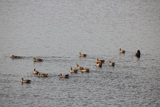 Egyptian Geese On The Water