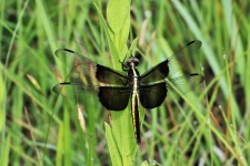 Female Widow Skimmer Dragonfly 3