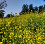Field Of Mustard